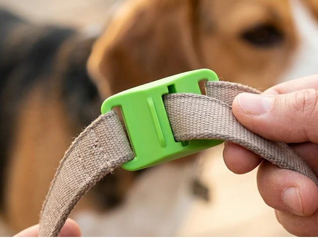 Dog outdoors wearing a collar pendant