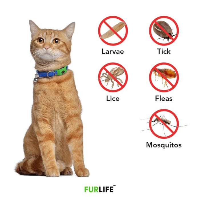 Pet wearing collar pendant